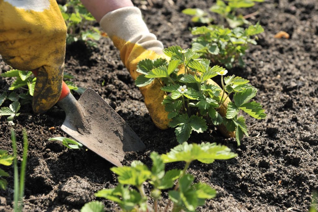 Erdbeeren richtig pflanzen