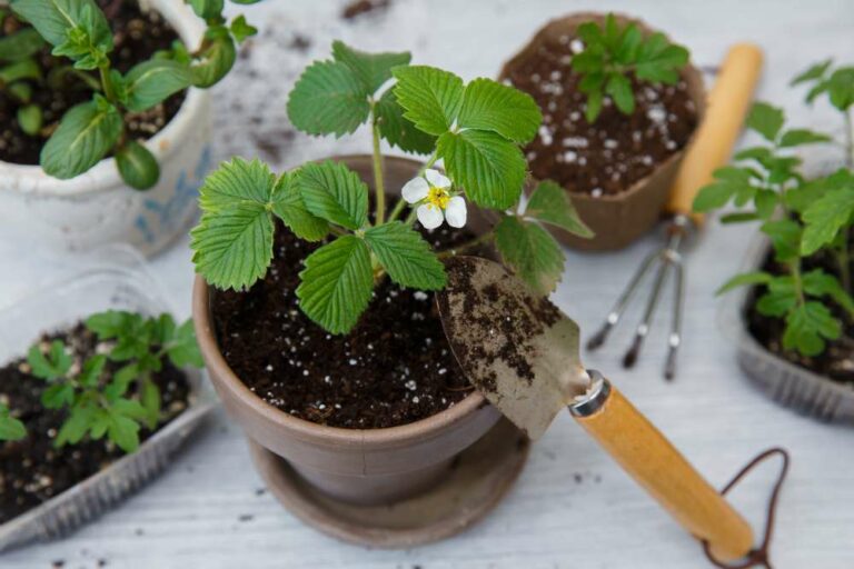 Erdbeeren auf dem Balkon Tipps zum Pflanzen im Topf