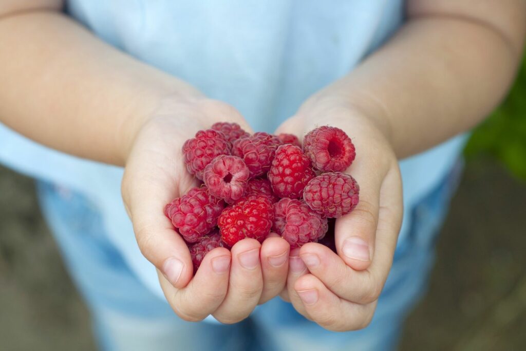 Himbeeren pflanzen mit Kindern
