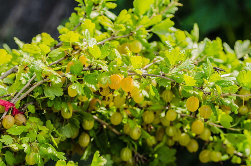 Gelbe Stachelbeeren im Garten