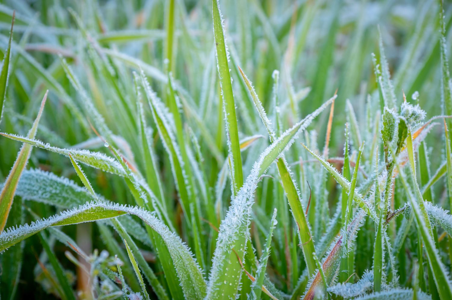 Rasenpflege nach dem Winter Mähen & düngen Plantura
