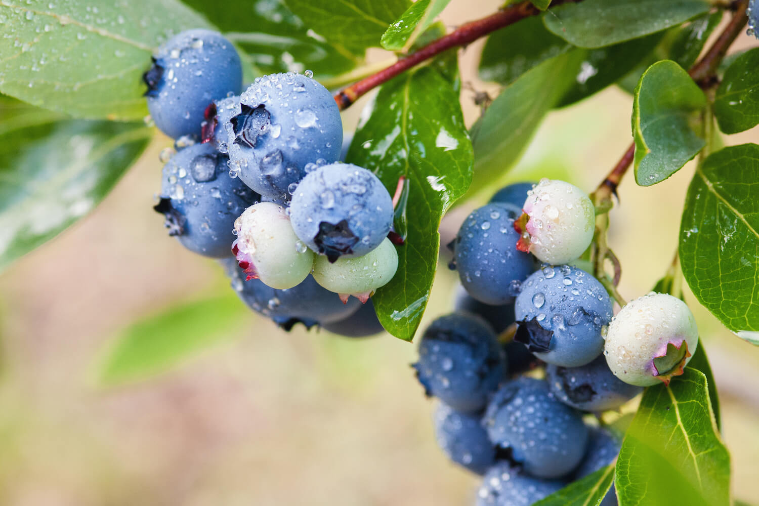 Heidelbeersorten Die 35 besten für den Garten Plantura