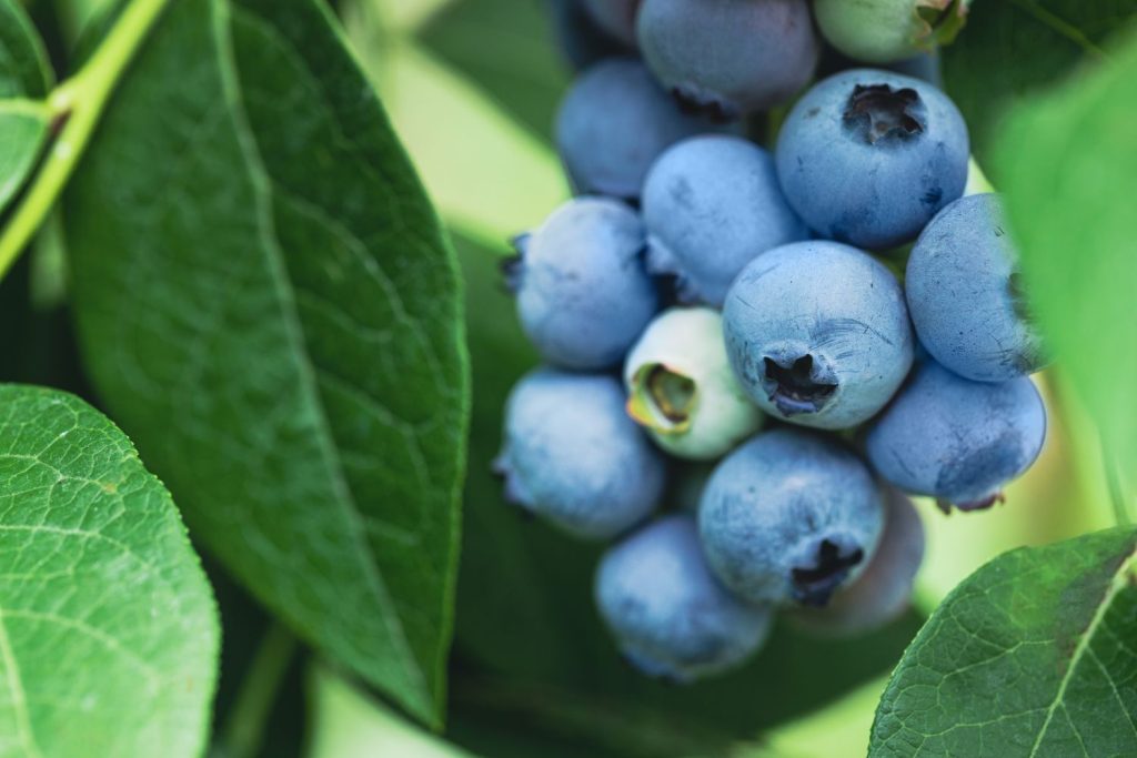 Nahaufnahme Heidelbeeren am Strauch