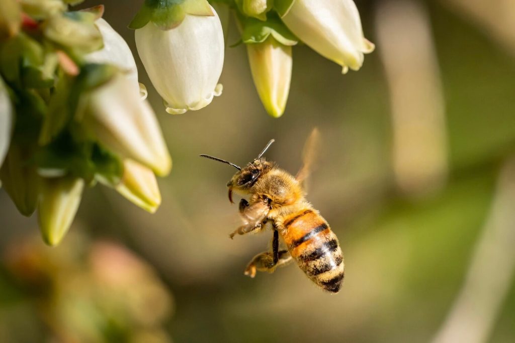 Biene am Heidelbeer-Busch