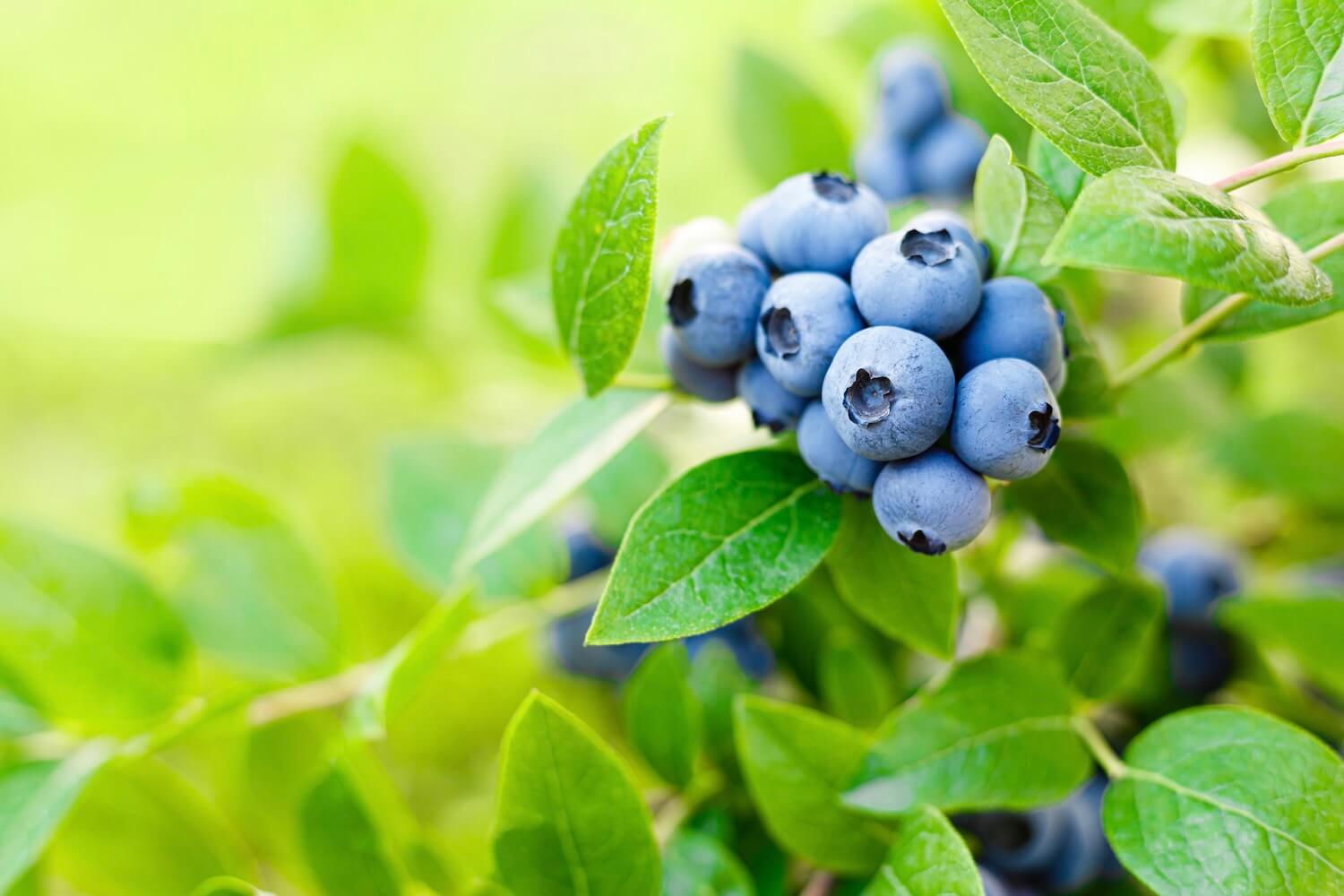 Heidelbeeren Steckbrief, Herkunft & Co Plantura