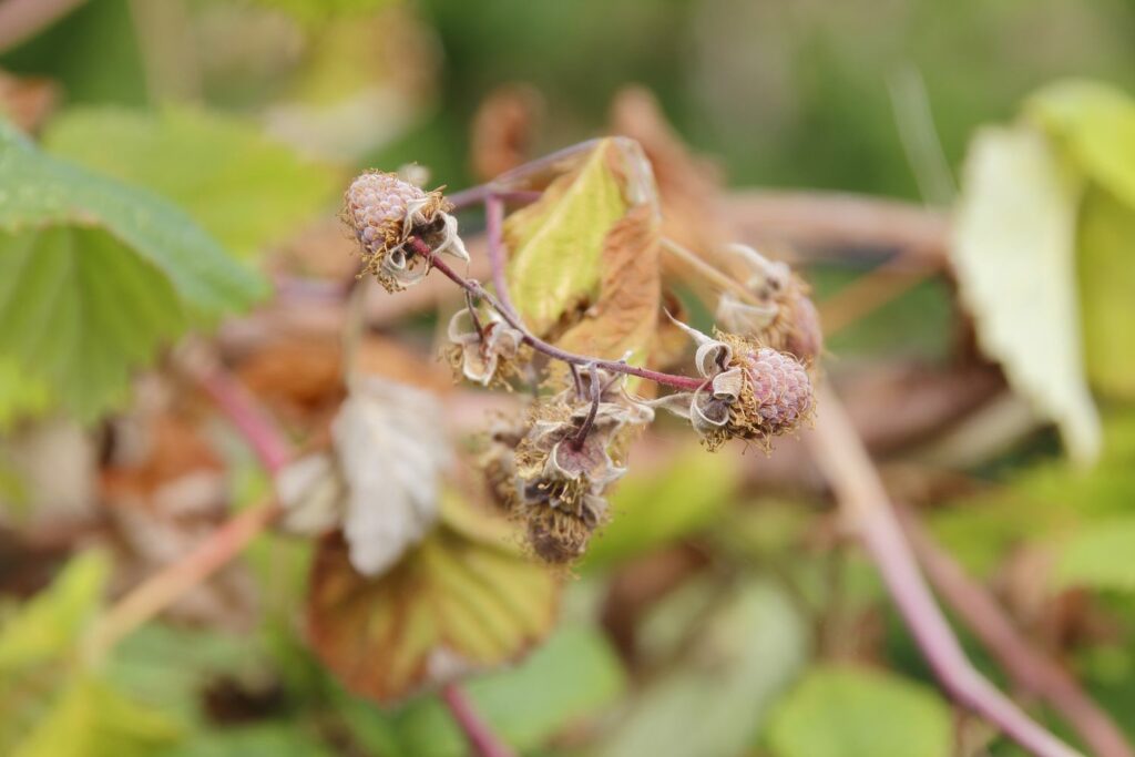 Vertrocknete Himbeeren