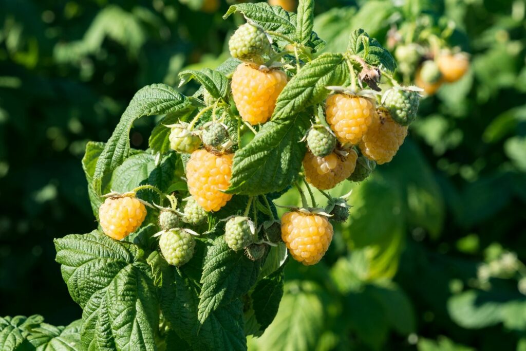 Gelbe Himbeersorte 'Herbstgold'