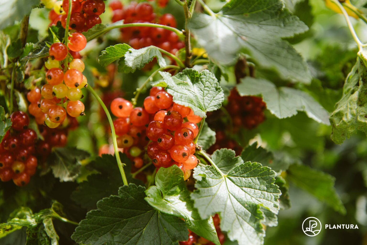 Johannisbeeren Alles vom Pflanzen bis zur Ernte Plantura