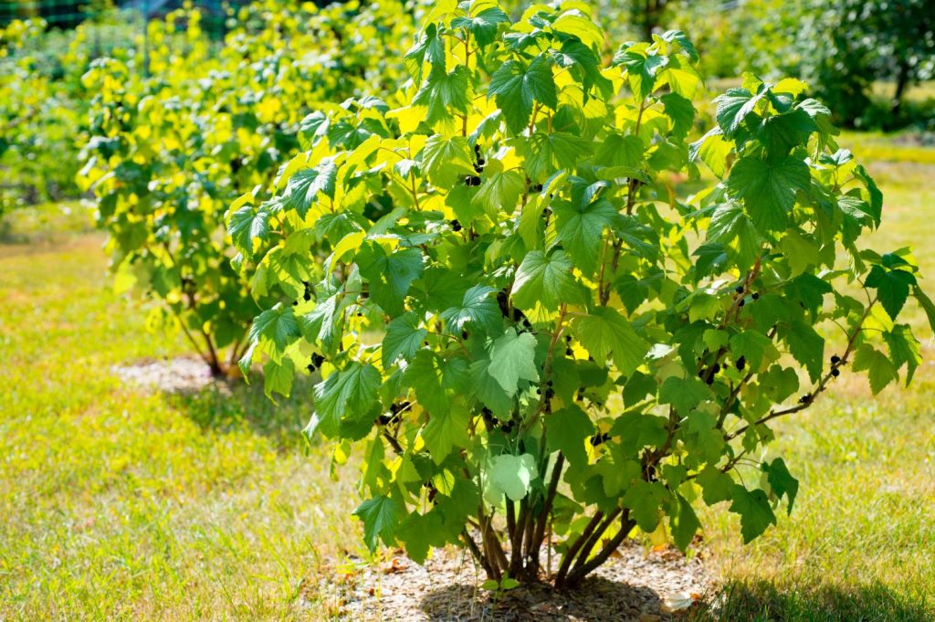 Johannisbeerstrauch im Garten