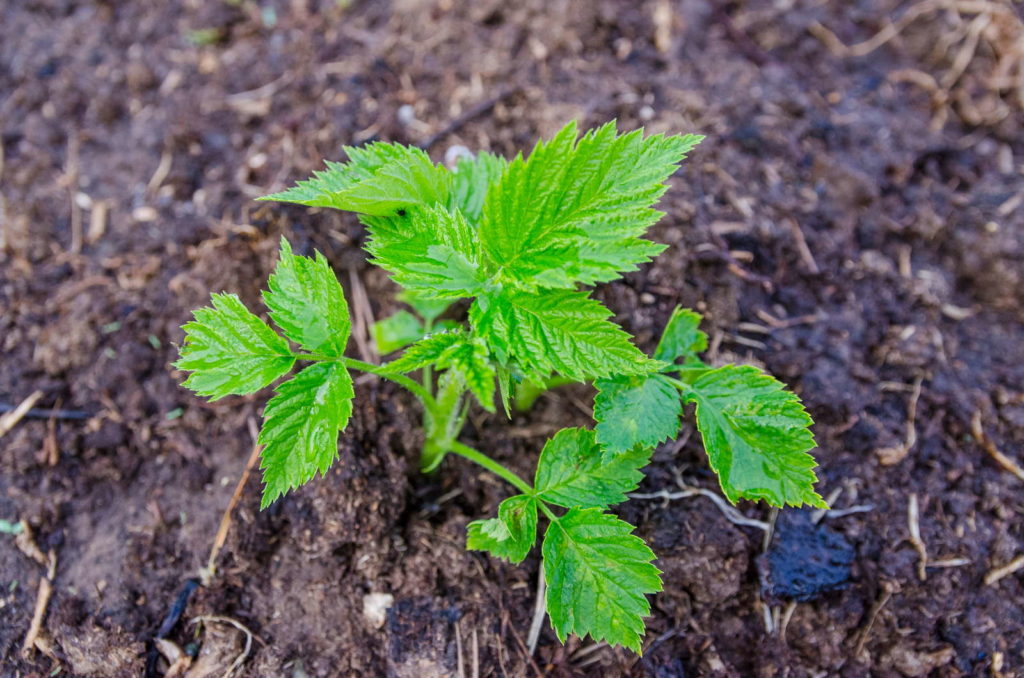 junge Himbeere von oben im Garten