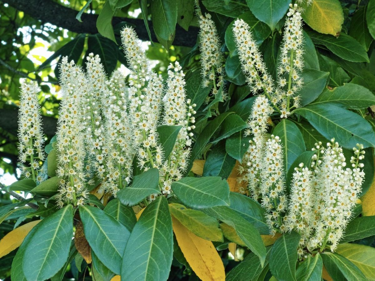 Kirschlorbeer: gelbe & braune Bltter - Plantura