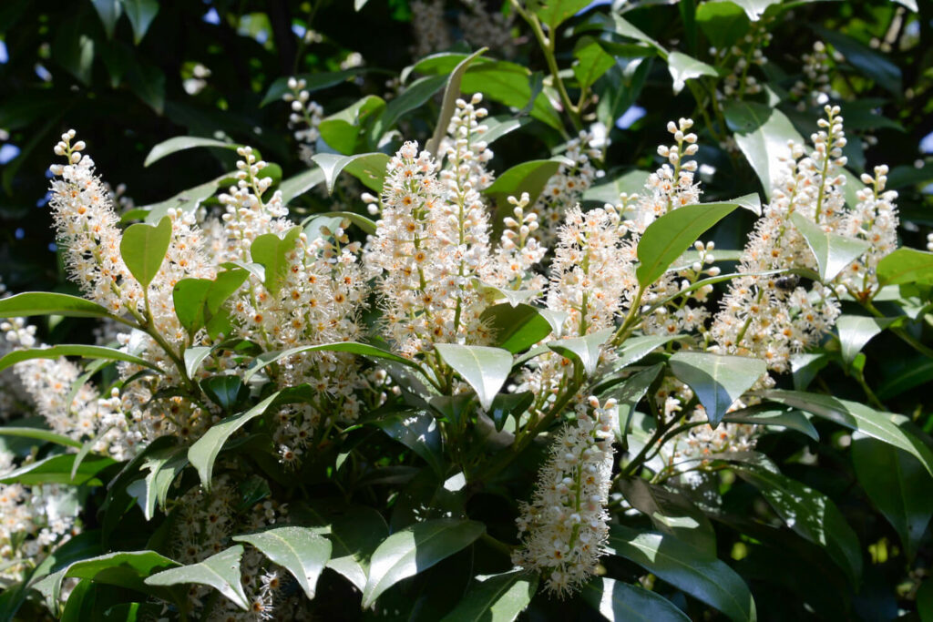 Weiße Blüten des Kirschlorbeer Genolia