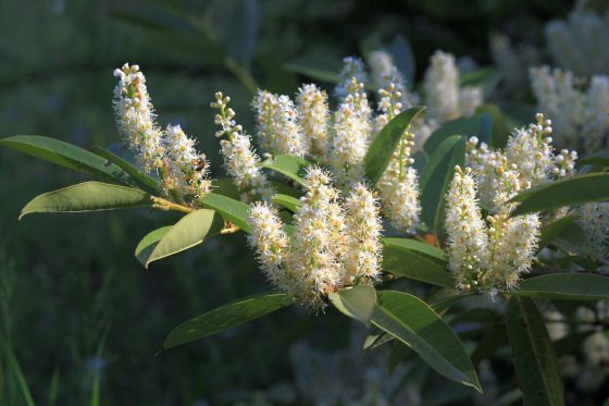 Kirschlorbeer Herbergii: Eigenschaften, Kaufberatung & Bezugsquellen