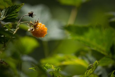 Lachsbeere: Alles zum Pflanzen & Pflegen der Pracht-Himbeere