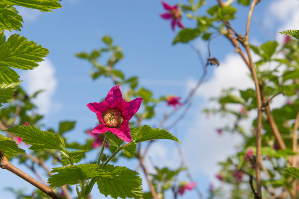 Rosa Blüte der Lachsbeere