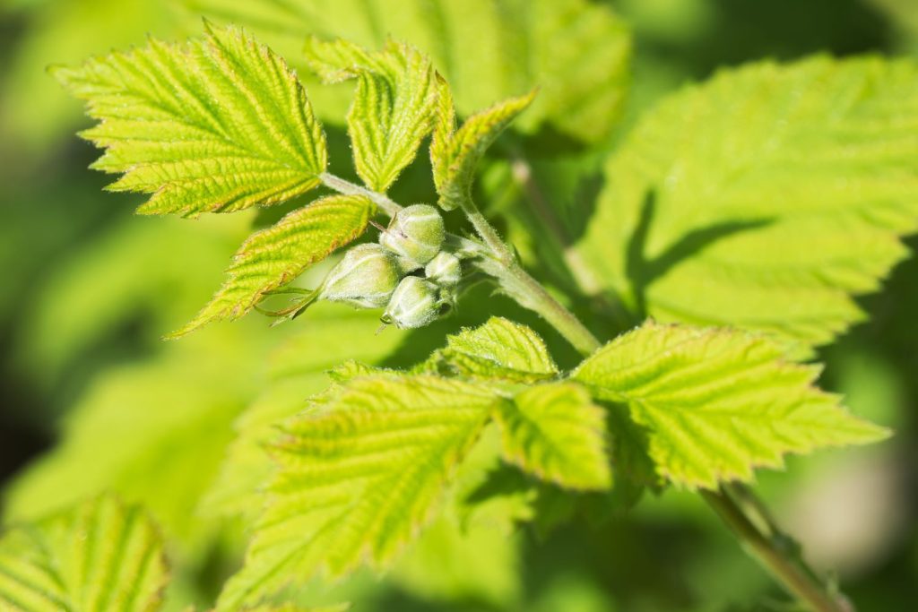 Blätter und Knospen der Loganbeere