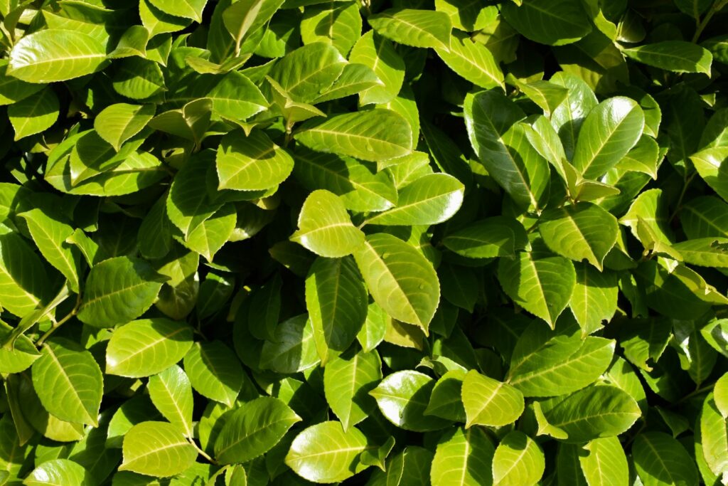 Novita Kirschlorbeer grüne Blätter im Garten