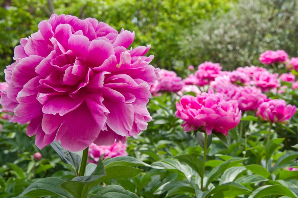 pinke Blüten der Pfingstrose