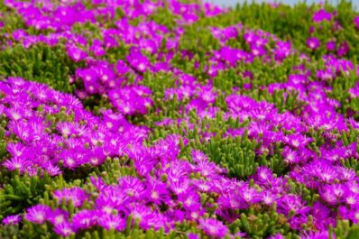 Bodendecker: Die 20 Schönsten für eine einfache Gartengestaltung