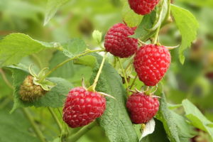 Himbeeren
