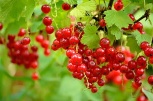 Johannisbeeren