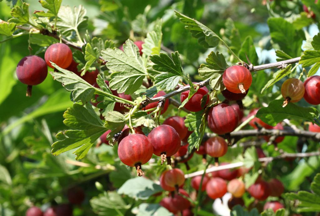 Große, rote Stachelbeeren im Garten