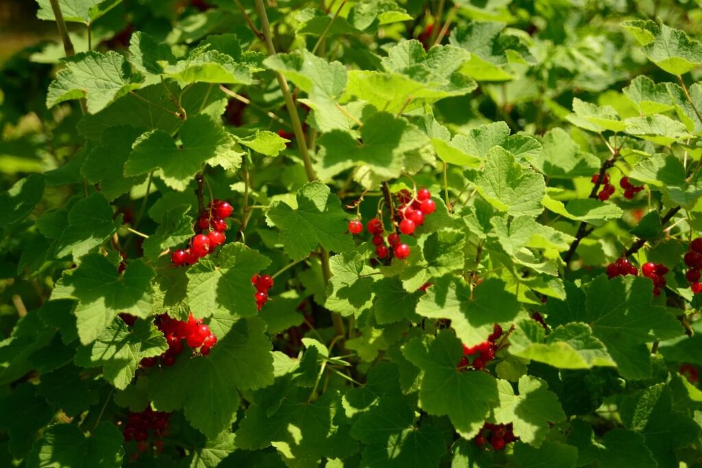 Rote Johannisbeersorte