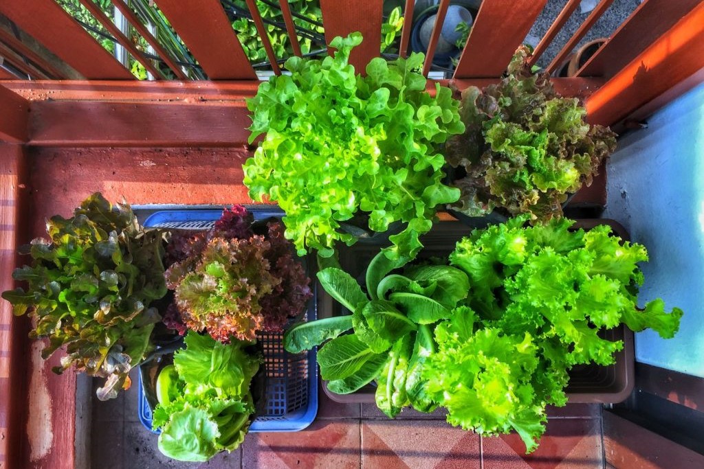 Verschiedene Salate in Töpfen auf einem Balkon