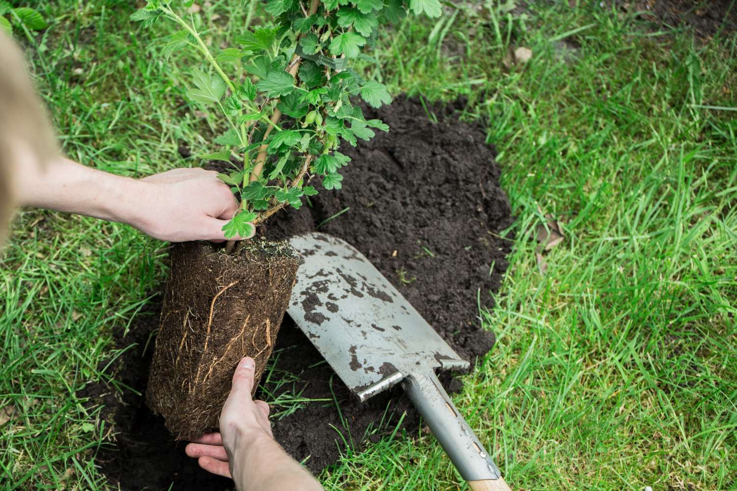 Stachelbeeren pflanzen: Zeitpunkt, Standort & Vorgehen