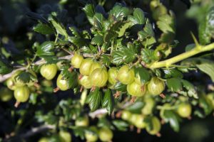 Stachelbeeren