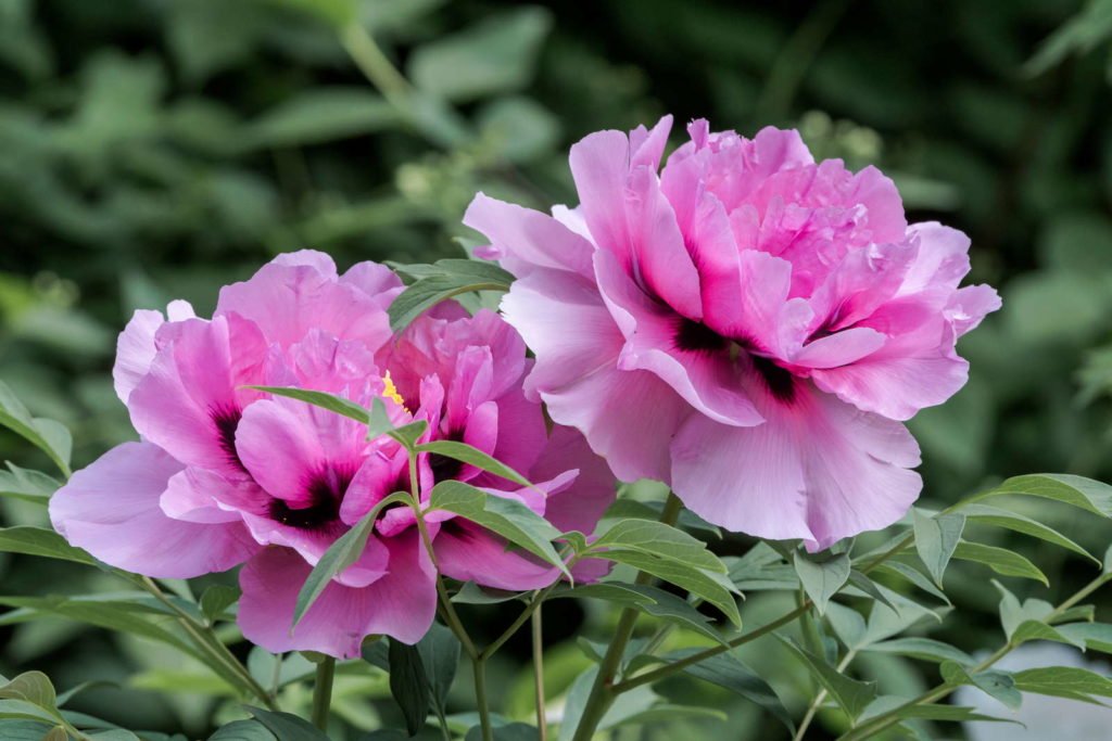 Strauchpfingstrose mit pinken Blüten