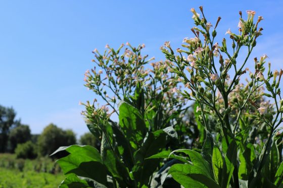 Tabakpflanze: Alles zu Pflanzung, Pflege & Verwendung