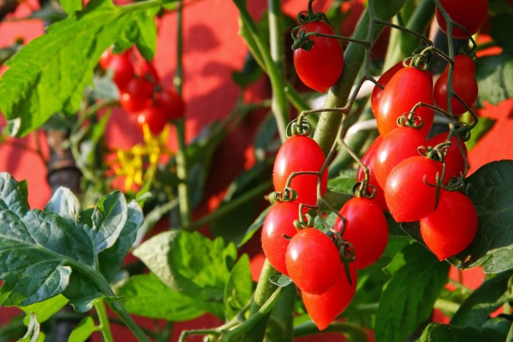 Tomaten-Strauch vor roter Wand
