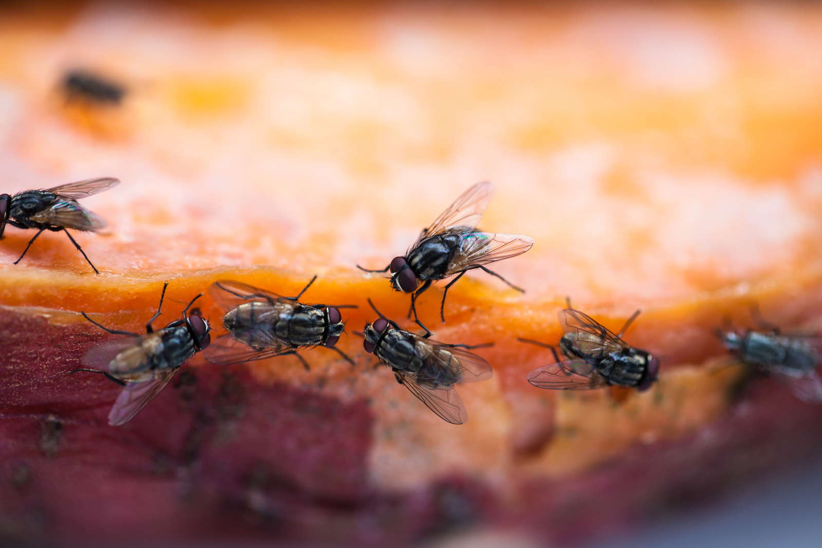 Fliegen bekämpfen & vertreiben 3 einfache Tipps Plantura