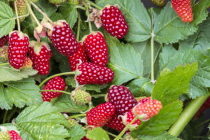 Loganbeeren