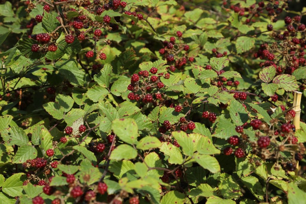 wilde Himbeeren