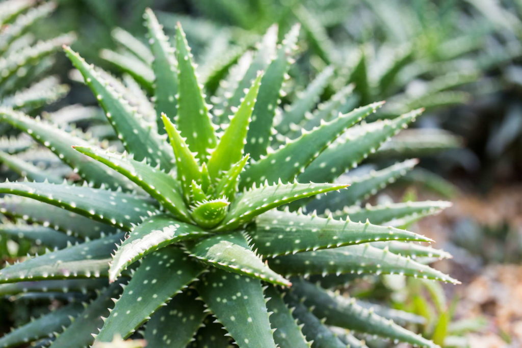 Aloe Vera-Pflanze im Steingarten