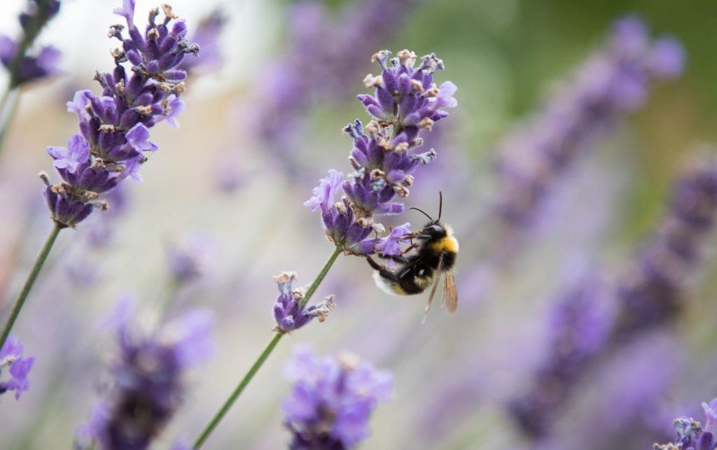 Biene labt sich an Lavendel