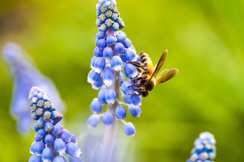 Biene labt sich an Traubenhyazinthe