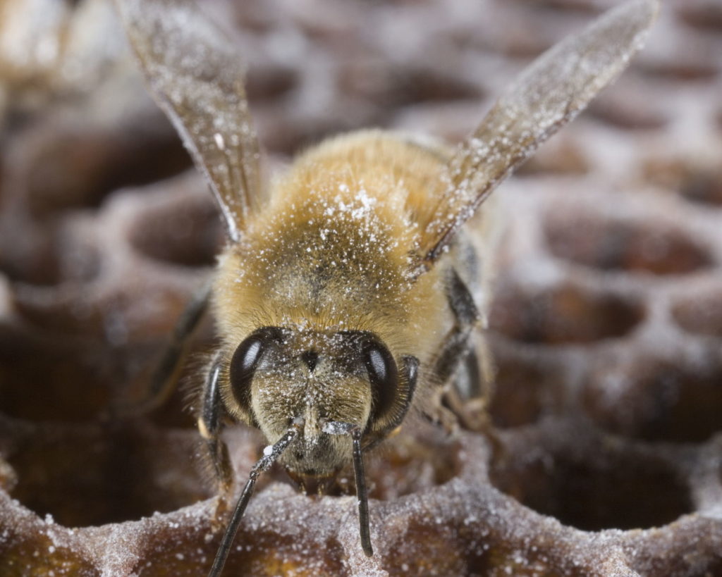 Eine mit Puderzucker bestäubte Biene