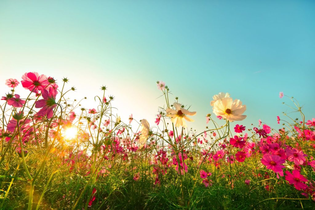 55+ Blumen Für Pralle Sonne, Dann setzen sie auf diese fünf