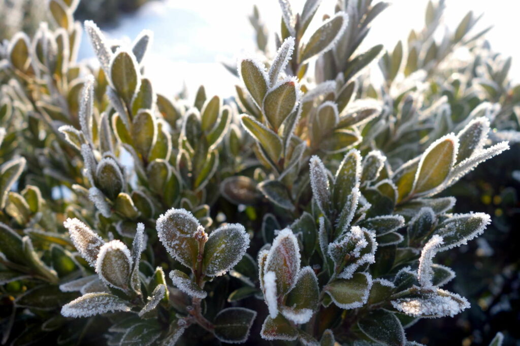 Ein Buchsbaum mit Frost an den Blattspitzen