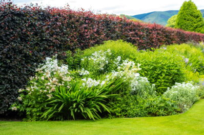 Pflanzen als Sichtschutz: Unsere Top 15 für Garten & Balkon