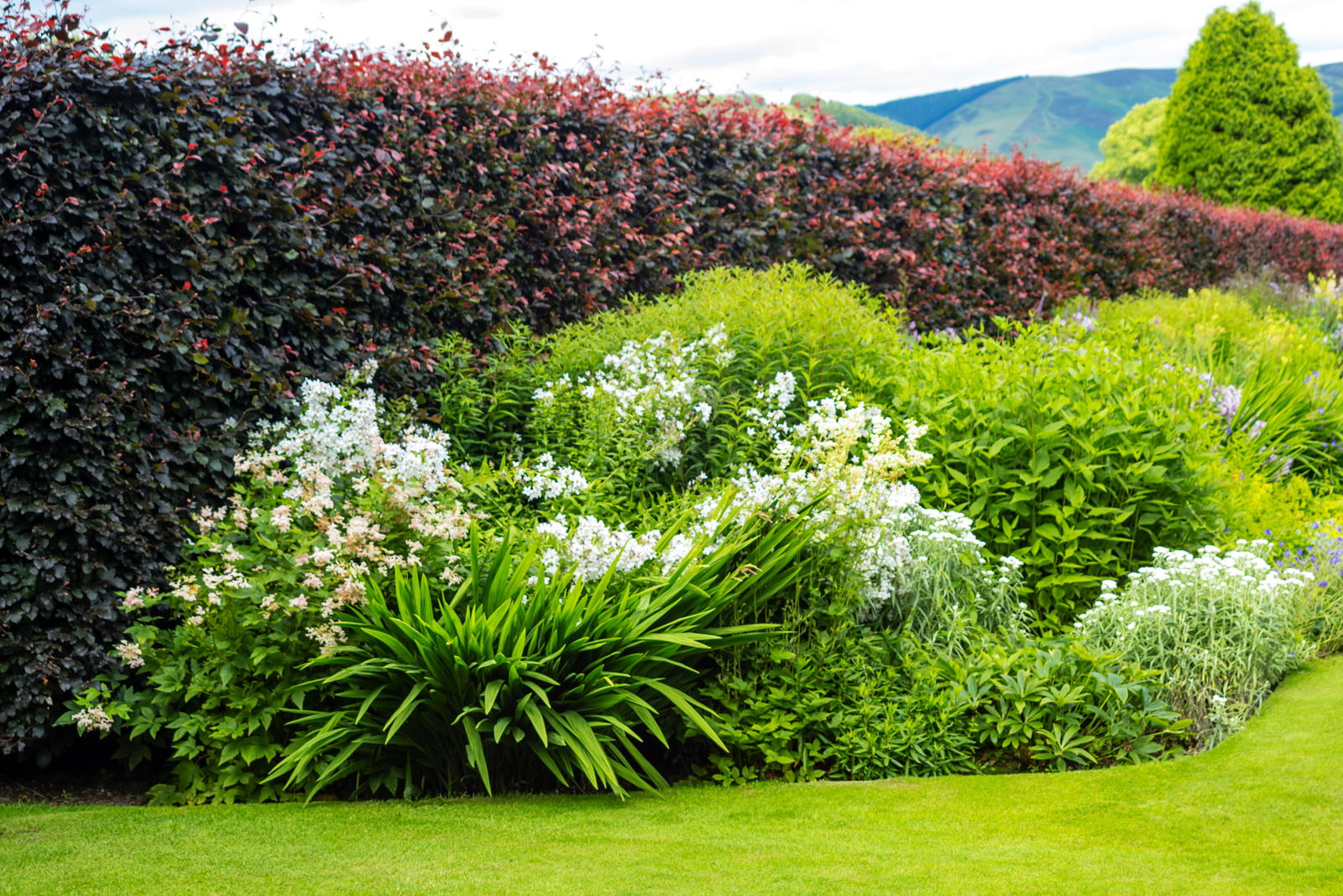 Immergrüne Hecke: Gestaltungs- und Sorten-Tipps