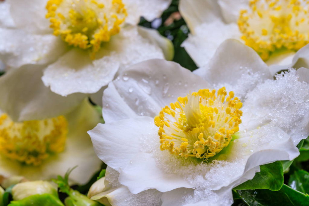Weiße Blüten der Christrose mit Schnee