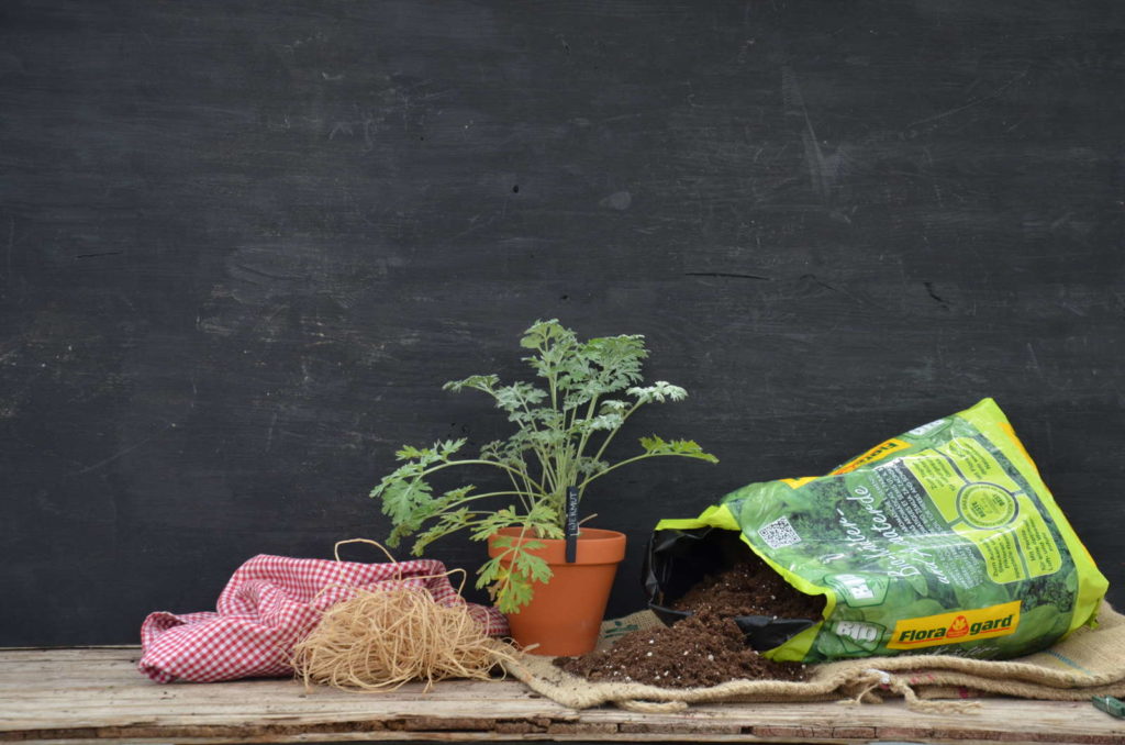 Wermutkraut im Topf mit Floragard Kräutererde