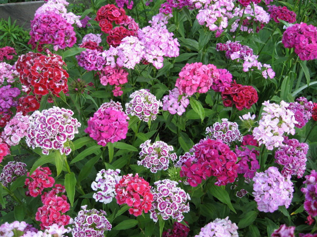 Schneckenresistente Pflanzen Blumen, Stauden & Gemüse Plantura