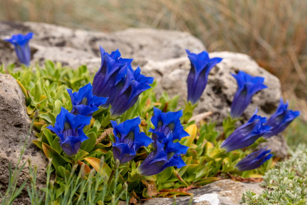 Enzian mit blauen Blüten an Felsen