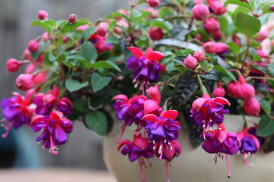 Fuchsien überwintern & winterharte Fuchsiensorten