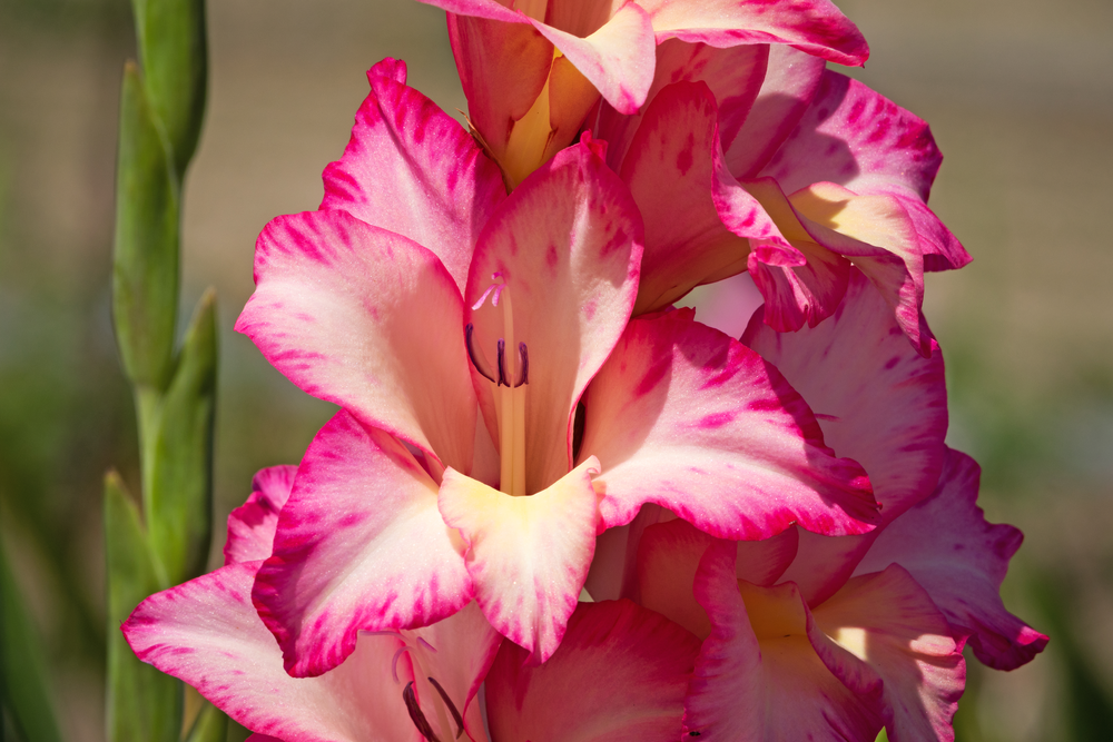 Gladiole mit pinken Blüten